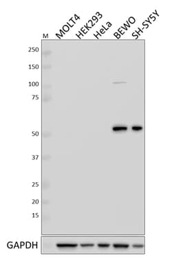 Biolegend Purified anti-GATA2, Quantity: Each of 1