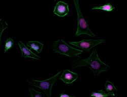 Biolegend Alexa Fluor 647 anti-PARP, Quantity: Each of 1
