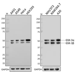 Biolegend Purified anti-GSK-3α/β, Quantity: Each of 1