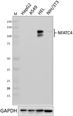 Biolegend Purified anti-NFATC4, Quantity: Each of 1