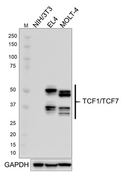 Biolegend Purified anti-TCF1 (TCF7), Quantity: Each of 1