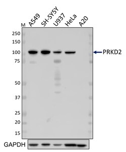 Biolegend Purified anti-PRKD2, Quantity: Each of 1