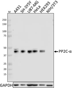 Biolegend Purified anti-PP2C-α, Quantity: Each of 1