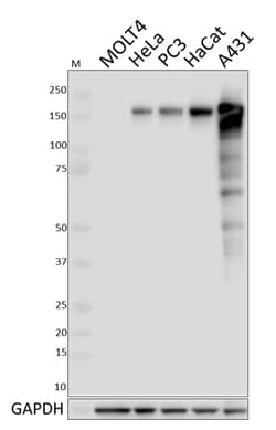 Biolegend Purified anti-EGFR, Quantity: Each of 1
