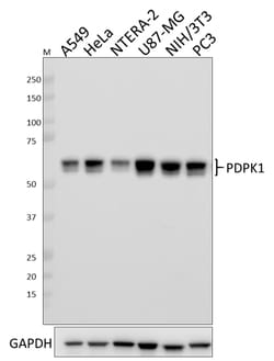 Biolegend Purified anti-PDPK1, Quantity: Each of 1