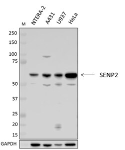 Biolegend Purified anti-SENP2, Quantity: Each of 1