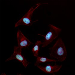 Biolegend Alexa Fluor 488 anti-TIF1β (KAP-1, TRIM28), Quantity: Each of