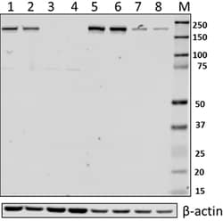Biolegend Purified anti-ATG17, Quantity: Each of 1