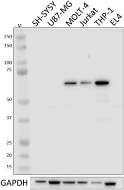 Biolegend Purified anti-SHP-1, Quantity: Each of 1