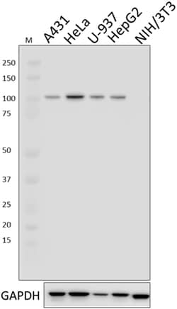 Biolegend Purified anti-TPX2, Quantity: Each of 1