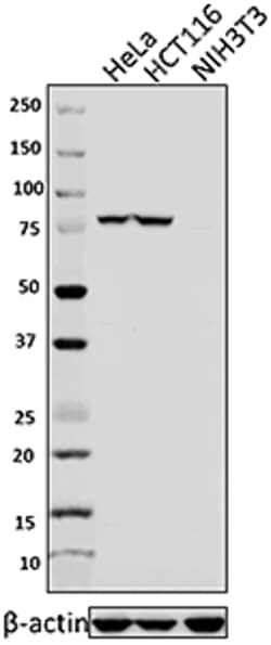 Biolegend Purified anti-IKKα, Quantity: Each of 1