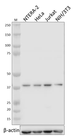 Biolegend Purified anti-p38 MAPK, Quantity: Each of 1