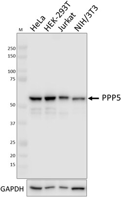 Biolegend Purified anti-PPP5, Quantity: Each of 1