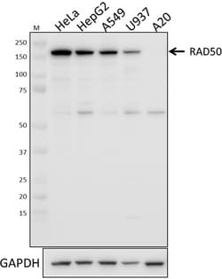 Biolegend Purified anti-Rad50, Quantity: Each of 1