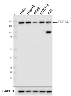 Biolegend Purified anti-TOP2A, Quantity: Each of 1