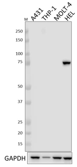Biolegend Purified anti-PLZF, Quantity: Each of 1