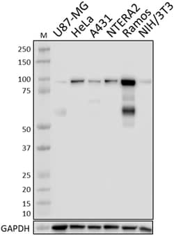 Biolegend Purified anti-Oct-1 (POU2F1), Quantity: Each of 1