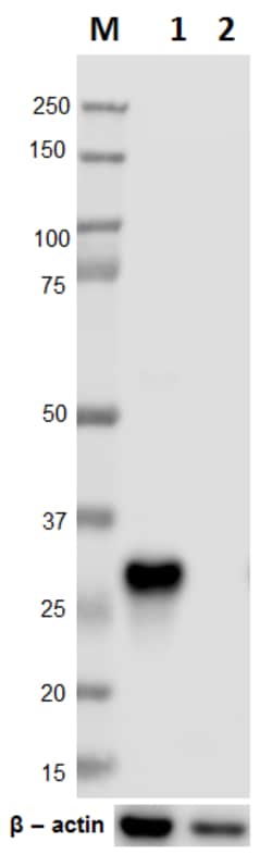 Biolegend Purified anti-c-Myc, Quantity: Each of 1