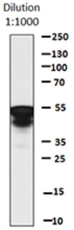 Biolegend Direct-Blot HRP anti-c-Myc, Quantity: Each of 1