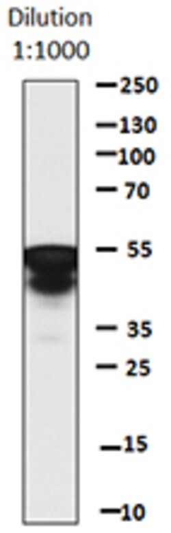 Biolegend Direct-Blot HRP anti-c-Myc, Quantity: Each of 1