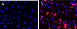 Biolegend Alexa Fluor 647 anti-c-Myc, Quantity: Each of 1