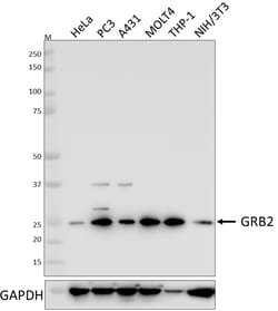 Biolegend Purified anti-GRB2, Quantity: Each of 1