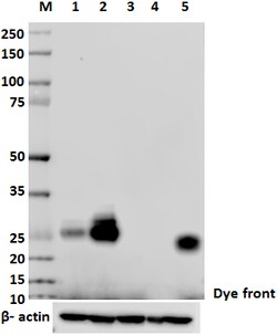 Biolegend Purified anti-NTAL, Quantity: Each of 1