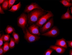 Biolegend Alexa Fluor 594 anti-Tubulin-α, Quantity: Each of 1