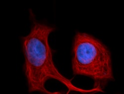 Biolegend Alexa Fluor 594 anti-Cytokeratin 18, Quantity: Each of 1