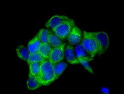 Biolegend Alexa Fluor 488 anti-Cytokeratin 18, Quantity: Each of 1