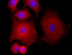 Biolegend Alexa Fluor 594 anti-Cytokeratin 19, Quantity: Each of 1