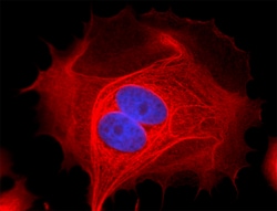 Biolegend Alexa Fluor 647 anti-Cytokeratin 19, Quantity: Each of 1