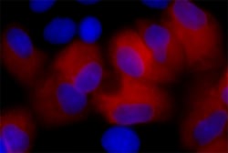 Biolegend Alexa Fluor 647 anti-DYKDDDDK Tag, Quantity: Each of 1