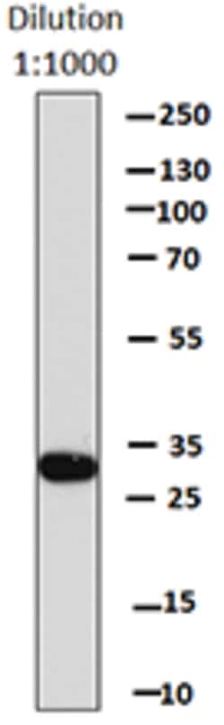 Biolegend Direct-Blot HRP anti-GST, Quantity: Each of 1