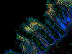 Biolegend Alexa Fluor 488 anti-β-actin, Quantity: Each of 1