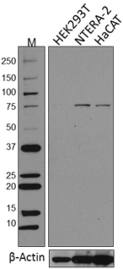 Biolegend Purified anti-SKIL (SnoN), Quantity: Each of 1