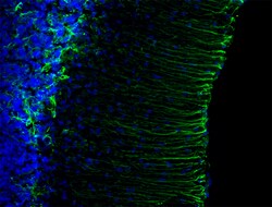 Biolegend Alexa Fluor 488 anti-GFAP, Quantity: Each of 1