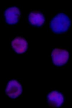Biolegend Alexa Fluor 594 anti-T-bet, Quantity: Each of 1