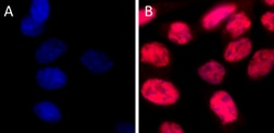 Biolegend Alexa Fluor 594 anti-p53, Quantity: Each of 1