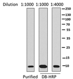 Biolegend Direct-Blot HRP anti-Ubiquitin, Quantity: Each of 1