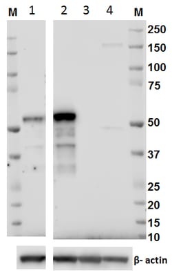 Biolegend Purified anti-RORg, Quantity: Each of 1
