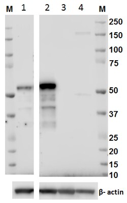 Biolegend Purified anti-RORg, Quantity: Each of 1