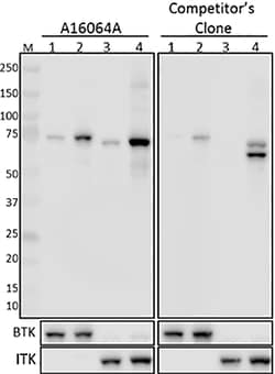Biolegend Purified anti-BTK Phospho (Tyr551)/ITK Phospho (Tyr512), Quantity: