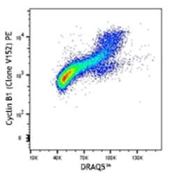Biolegend PE anti-Cyclin B1, Quantity: Each of 1