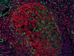 Biolegend Alexa Fluor 594 anti-mouse/human Bcl-6, Quantity: Each of 1