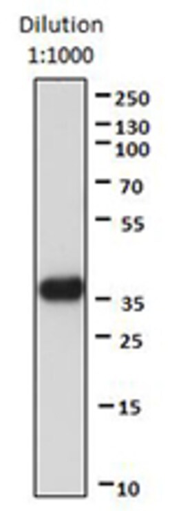 Biolegend Direct-Blot HRP anti-GAPDH, Quantity: Each of 1