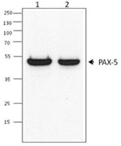 Biolegend Purified anti-Pax-5, Quantity: Each of 1