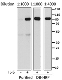 Biolegend Direct-Blot HRP anti-STAT3 Phospho (Tyr705), Quantity: Each of