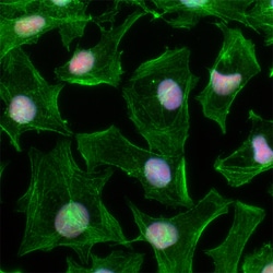 Biolegend Alexa Fluor 647 anti-HMGB1, Quantity: Each of 1