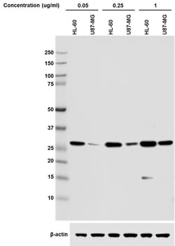 Biolegend Direct-Blot HRP anti-HMGB1, Quantity: Each of 1